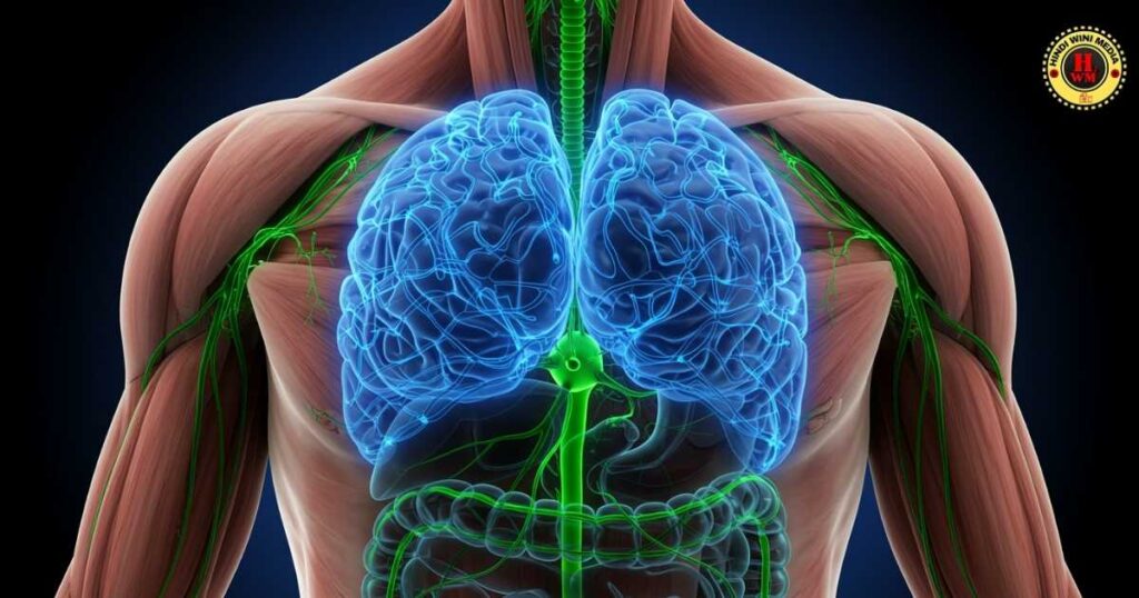 Transparent torso showing gut-brain axis anatomy